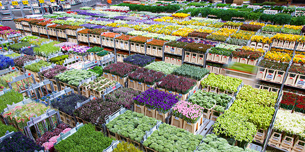 Blumenauktion Holland in Aalsmeer, die weltgrößten Blumenversteigerung