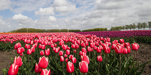 blühende Tulpenfelder in Holland