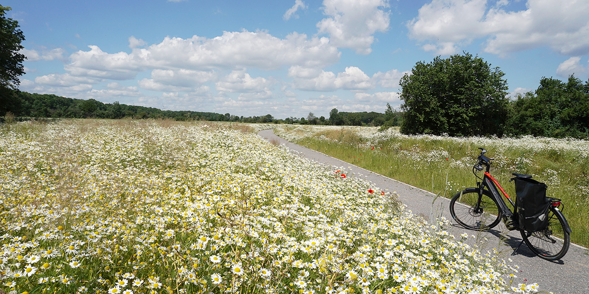 Pättkes Radweg im Münsterland, Radfahrer auf grünem Feldweg